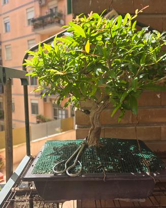 Bonsai di Melograno Giapponese