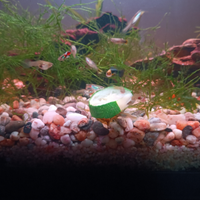 Guppy