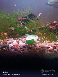 Guppy
