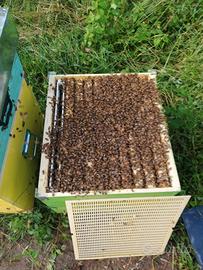 Corso incontri apicoltura