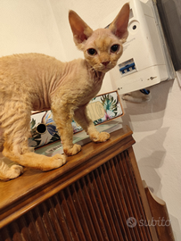 Devon rex