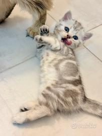 Dolcissimi cuccioli di Scottish Fold e Straight