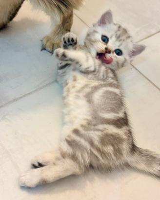 Dolcissimi cuccioli di Scottish Fold e Straight
