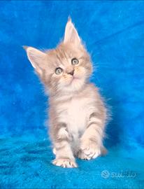 Cucciola maine coon blu silver con pedigree