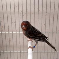 Canarini agata nero rosso mosaico