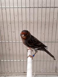 Canarini agata nero rosso mosaico