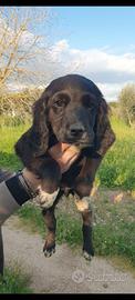 Cucciolo Maschio Cocker springer