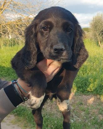 Cucciolo Maschio Cocker springer