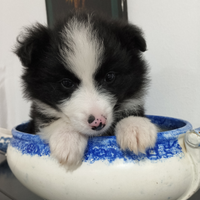 Border collie cucciolo nero e bianco