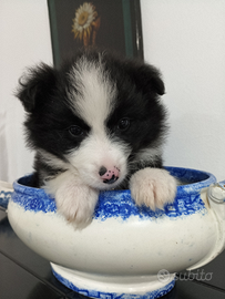 Border collie cucciolo nero e bianco