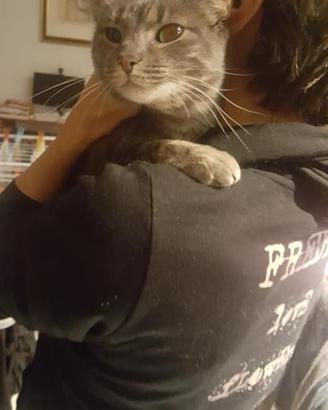 Chicca dolce gatta in adozione