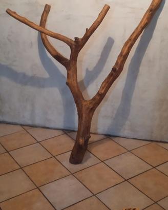 Tronco ginepro Sardo ereditato