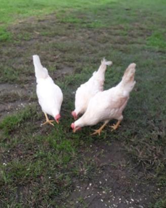 Galline ovaiole bianche livornesi