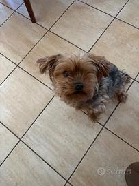 Yorkshire Terrier Toy