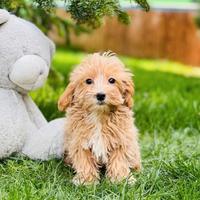 Maltipoo