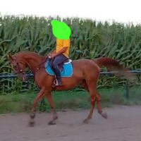 Ambasciatrice anglo araba