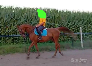 Ambasciatrice anglo araba