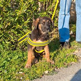 BOLT mix pastorino in adozione