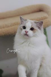 Blu lynx Ragdoll