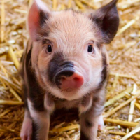 Maialino / minipig per monte