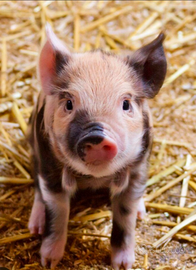 Maialino / minipig per monte