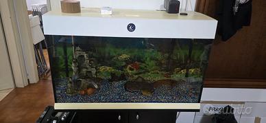 acquario 