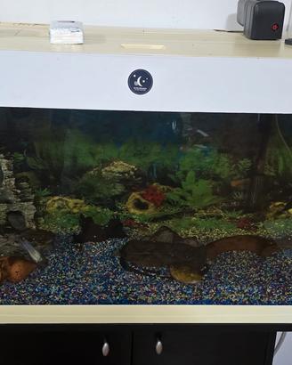 acquario 