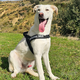 Peppe taglia media in adozione