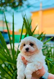 Bichon frise a poil