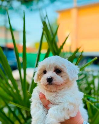 Bichon frise a poil