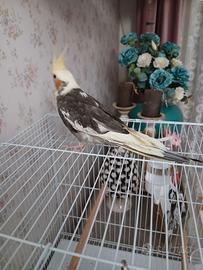 Disponibile pullo di calopisite