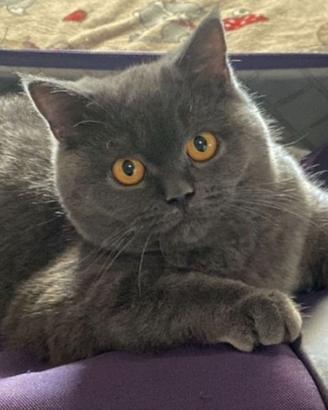 Rehoming british shorthair blu femmina