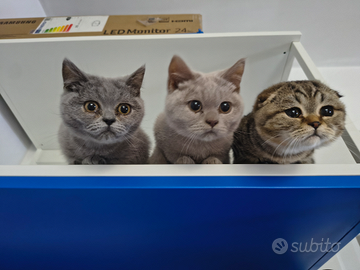 Scottish straight e fold