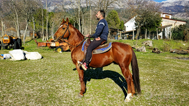 .Cavallo Quarter