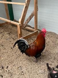 Galli PADOVANI e Gallo MARANS puri