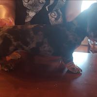 Cuccioli bassotto arlecchino