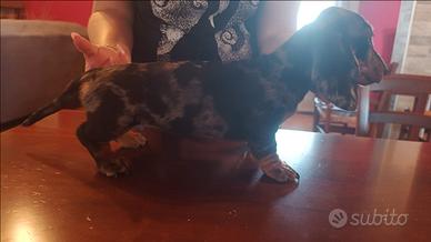 Cuccioli bassotto arlecchino