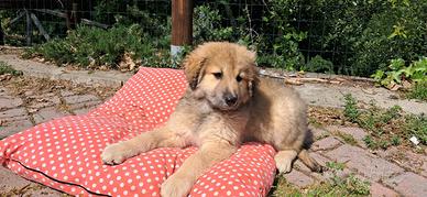 Cucciola di Pastore della Sila