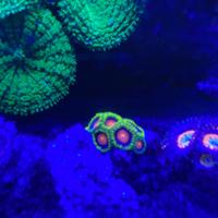 Zoa, coralli