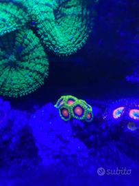 Zoa, coralli