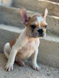 Bulldog francese