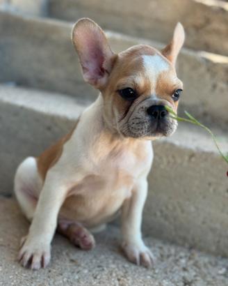 Bulldog francese