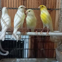 Canarini 2025 gialli mosaici