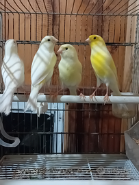 Canarini 2025 gialli mosaici