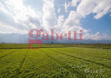 Terreno Agricolo Venafro [VF NRCC3770 85VRG]