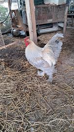 Gallo brahma