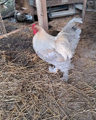 Gallo brahma