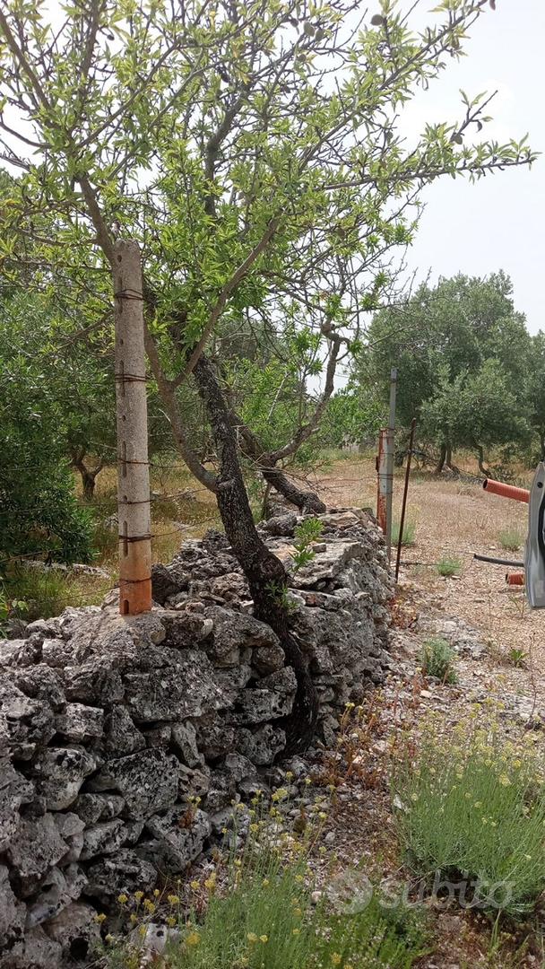 Terreno rustico in agro di Martina Franca - Vista 5