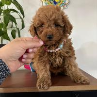 Cucciola Barboncino Mini Toy