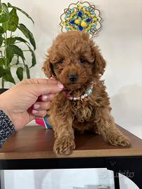 Cucciola Barboncino Mini Toy